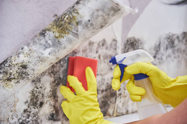 Best Mold Remediation for Healthcare Facilities in Loveland Park, OH